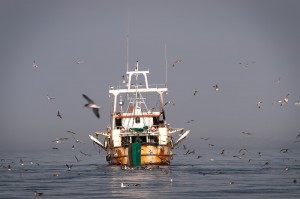 fishing boat at sea surrounded by seagulls